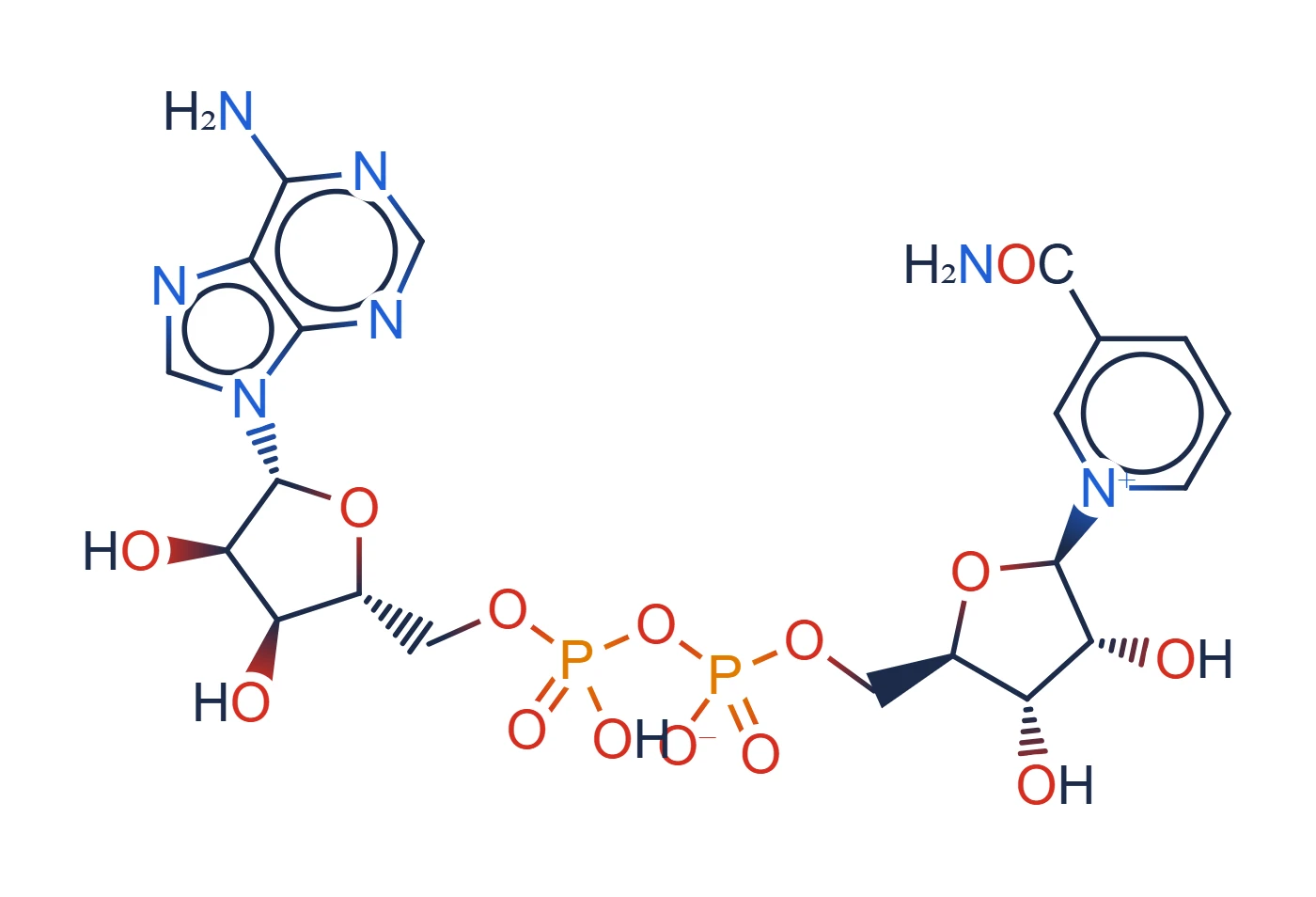 Chemical structure of NAD+ (nicotinamide adenine dinucleotide)